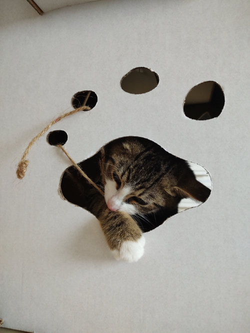 Mit einem angebundenen Bindfaden kannst du deine Katze einfach ins neue Katzenhaus locken. So bleibt es auch länger interessant.