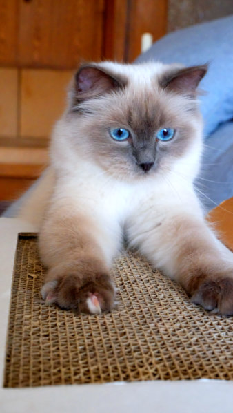 Katze erklettert Katzenhaus Astaire. An der Kratzmatte oben kann sie sich perfekt hochziehen.