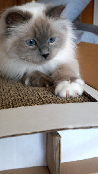 Katze kratzt Kratzmatte zur Krallenpflege und Zahnpflege