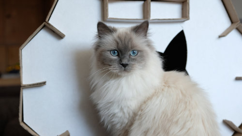 Die Katze Sali vor dem Katzenhaus Astaire. Bevor sie die Kratzmatten ausprobiert.