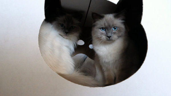 Das neue Katzenhaus mit seiner gemütlichen Höhle erkunden die Katzen sofort.