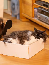Katzenmöbel aus Pappe