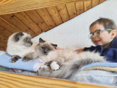 Kinder verursachen Stress bei Katzen. Deshalb braucht deine Katze ihren Rückzugsbereich. Zum Beispiel einen hohen Kratzbaum, wo sie sich erholen kann.