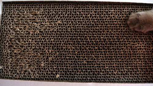 Die Kratzmatte ist für deine Katze wie eine Zahnbürste. Regelmäßiger Wechsel erhält Hygiene und Funktion.